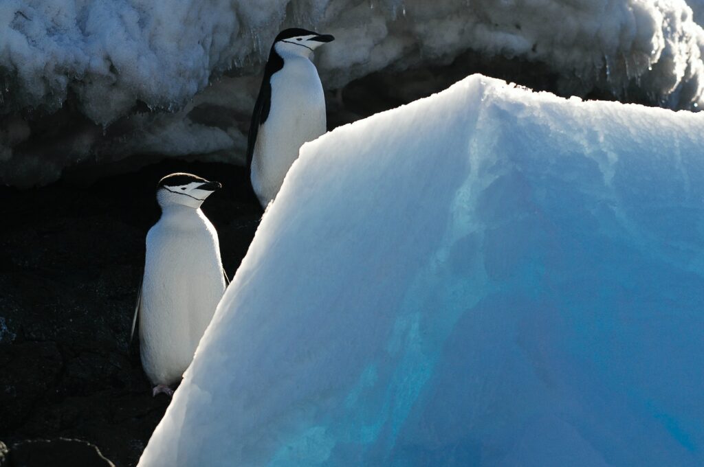 Penguin Poop Could Limit Global Warming’s Impact on Antarctica